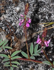 Indigofera crewiana