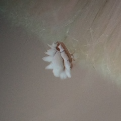 Ceroplastes sinensis