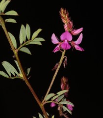 Indigofera crewiana