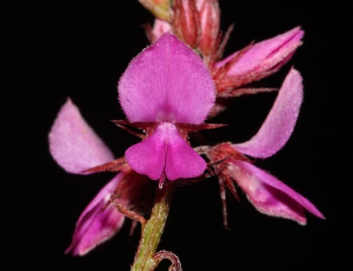 Image of Indigofera crewiana by (c) Brian du Preez, some rights reserved (CC BY-SA)