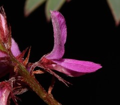 Indigofera crewiana