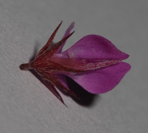 Image of Indigofera crewiana by (c) Brian du Preez, some rights reserved (CC BY-SA)