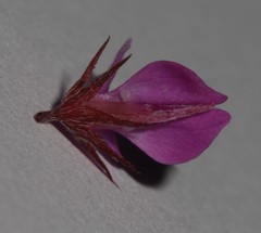 Indigofera crewiana