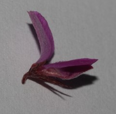 Indigofera crewiana