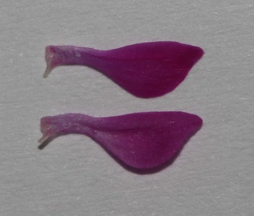 Image of Indigofera crewiana by (c) Brian du Preez, some rights reserved (CC BY-SA)