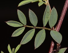 Indigofera crewiana