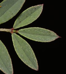Indigofera crewiana