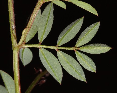 Image of Indigofera crewiana by (c) Brian du Preez, some rights reserved (CC BY-SA)