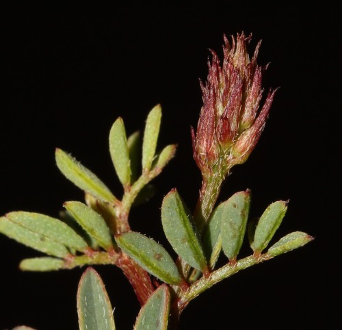 Image of Indigofera crewiana by (c) Brian du Preez, some rights reserved (CC BY-SA)