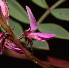 Indigofera crewiana