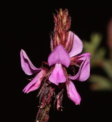 Indigofera crewiana