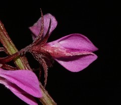 Indigofera crewiana