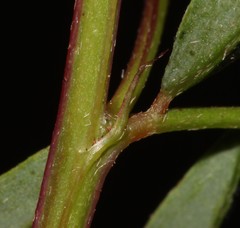 Indigofera crewiana