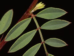 Indigofera crewiana