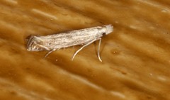 Isophrictis striatella