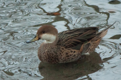 Anas bahamensis × georgica