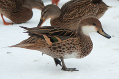 Anas bahamensis × georgica