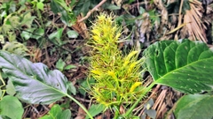 Schaueria calytricha