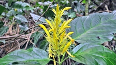 Schaueria calytricha