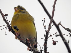 Serinus canaria domesticus