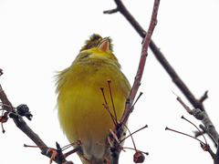 Serinus canaria domesticus