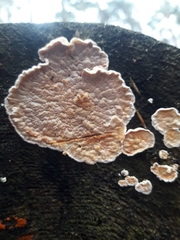 Skeletocutis amorpha