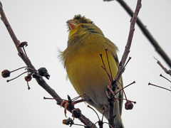 Serinus canaria domesticus