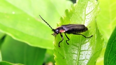 Discodon minutum