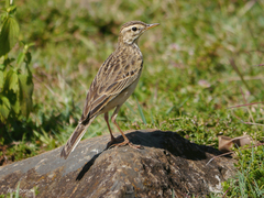 Anthus cinnamomeus lacuum