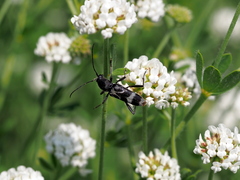 Chlorophorus figuratus