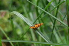 Byblia anvatara crameri