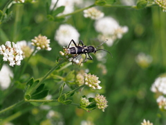Chlorophorus figuratus
