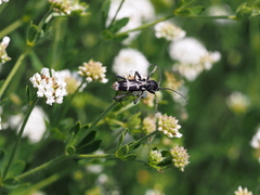 Chlorophorus figuratus