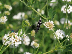 Chlorophorus figuratus