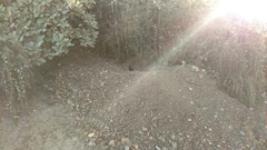 Otospermophilus beecheyi