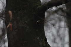 Certhia brachydactyla