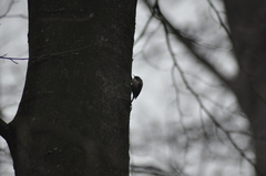 Certhia brachydactyla