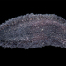 Branchellion torpedinis - Photo (c) sercfisheries,  זכויות יוצרים חלקיות (CC BY-NC), הועלה על ידי sercfisheries