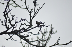 Parus major