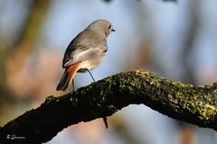 Phoenicurus ochruros