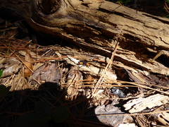 Psorthaspis sanguinea