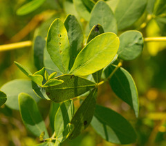 Baptisia bracteata