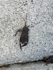 Acanthocephala femorata