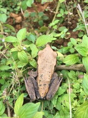 Clinotarsus curtipes