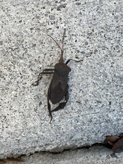 Acanthocephala femorata