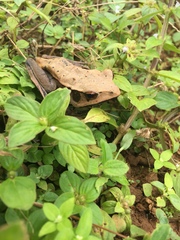 Clinotarsus curtipes