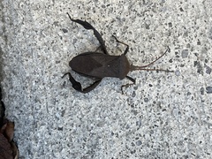 Acanthocephala femorata