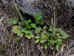 Ranunculus foliosus