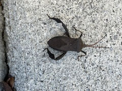 Acanthocephala femorata