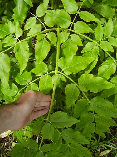 Parsnip palm
